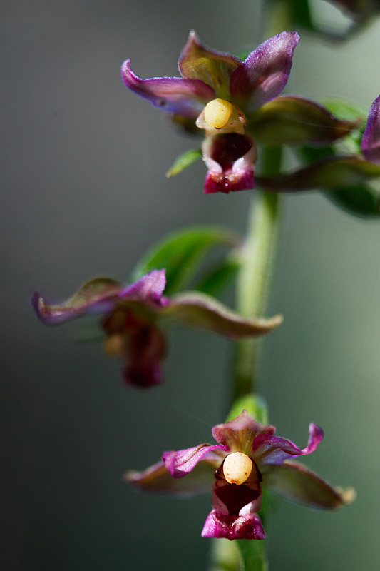 Epipactis da determinare